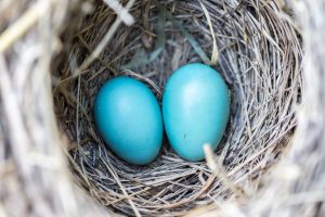 Robins Eggs